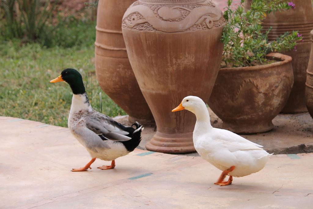 Ecolodge Bab El Oued Maroc Oasis Agdz Extérieur photo